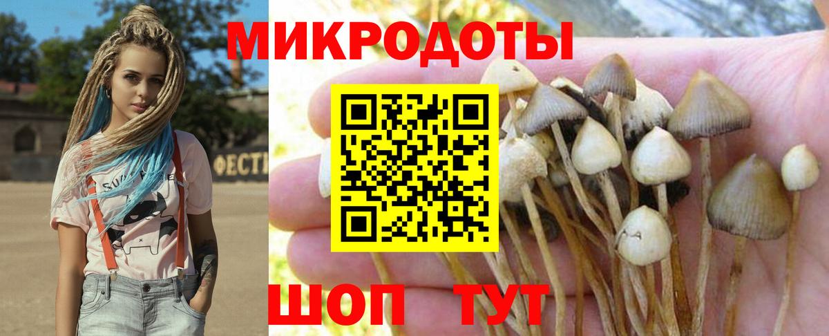 Псилоцибиновые грибы Psilocybe Саяногорск